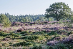 Bakkeveen-hei-23-08-2017-1