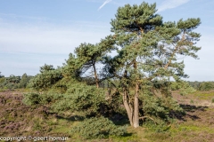 Bakkeveen-hei-23-08-2017-4