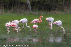 Flamingo-1