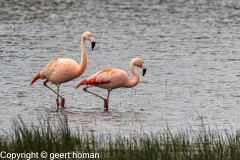 Flamingo-12