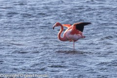 Flamingo-14