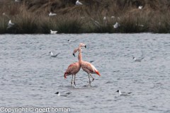 Flamingo-16