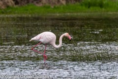 Flamingo-2