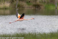 Flamingo-3