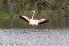 Flamingo-4