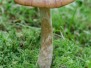 Paddenstoelen