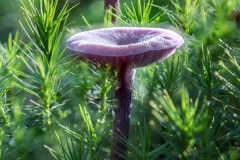 Bakkeveen-28-10-2021-8